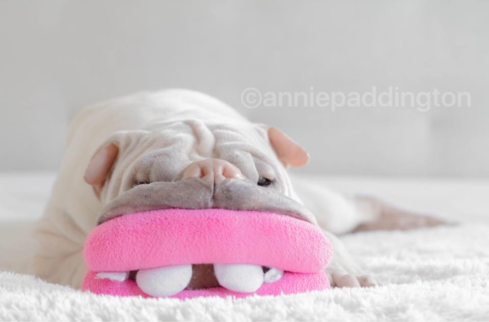 anniepaddington 1