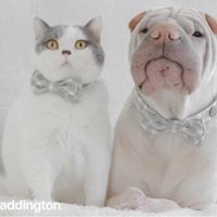 anniepaddington 21