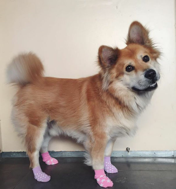 corgi keverekek csau csau