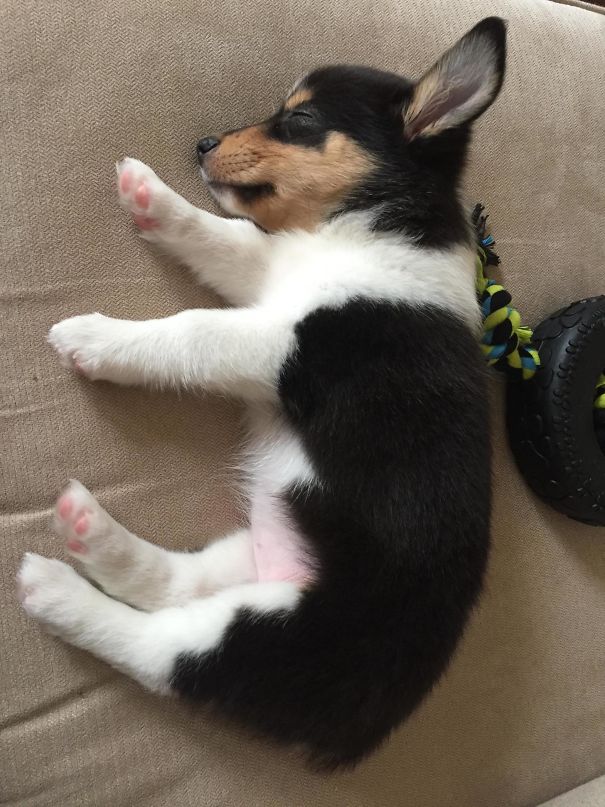 corgi keverekek shetlandi juhasz