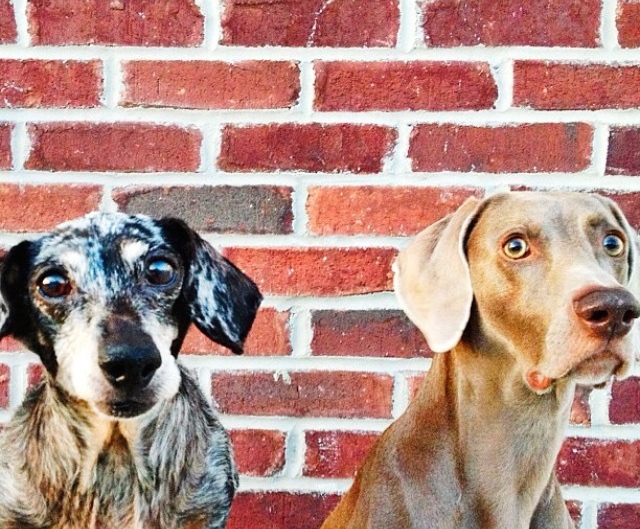 harlow and sage 1