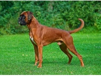 boxer1