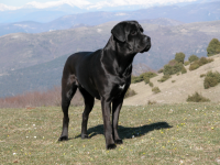 cane_corso1