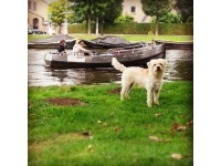 holland_smoushond2