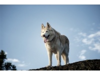 siberian6