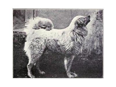 abruzzi_juhszkutya2