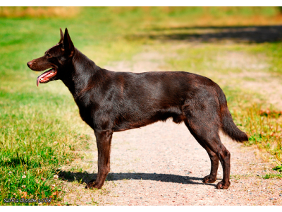 ausztrl_kelpie1