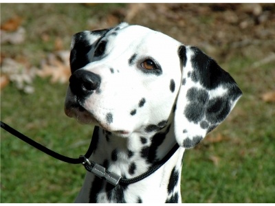 dalmata1