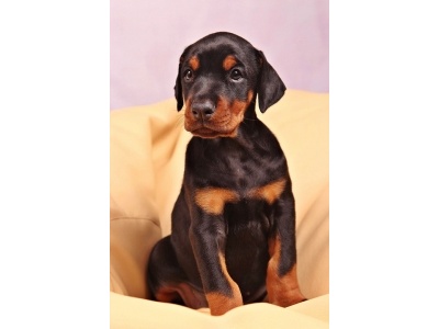 dobermann2