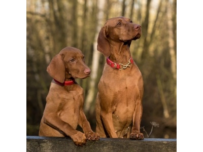 dog-1086286_1280