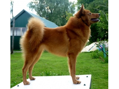 finn_spitz1