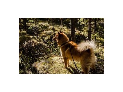 finnspitz1