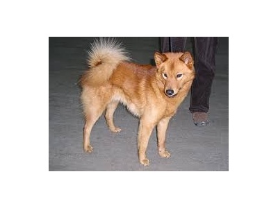 finnspitz2