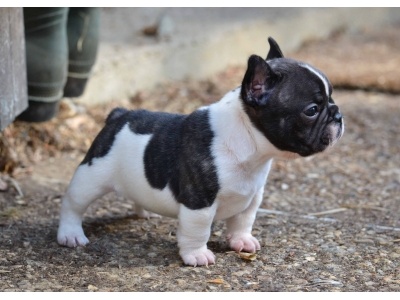 francia_bulldog2