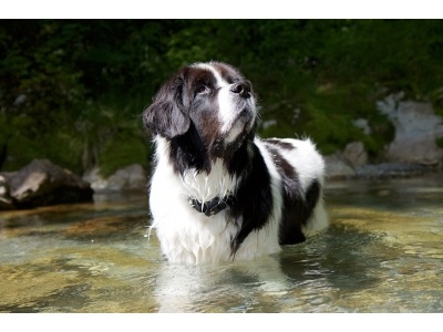 landseer2