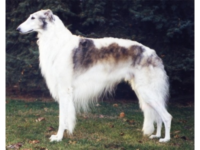 orosz_agr1