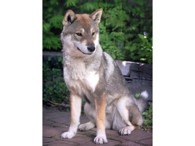 shikoku1