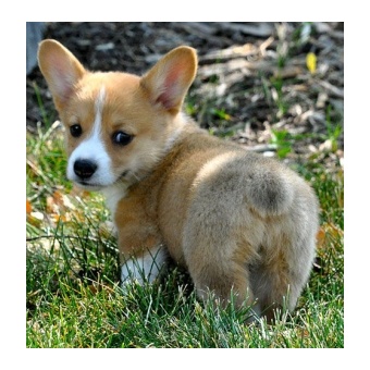 corgie2