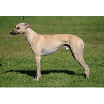 whippet1